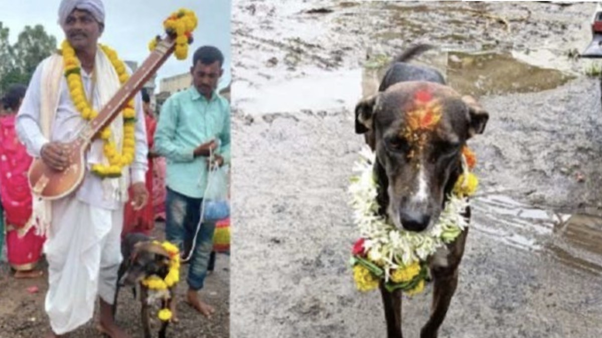 இதுதான் பாசம்.. 250 கிமீ தொலைவை கடந்து வளர்த்தவரை தேடிவந்த நாய்.. நெகிழ வைத்த சம்பவம் 