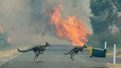 Viral: Pictures of Two kangaroos escaped from Australia bushfire 