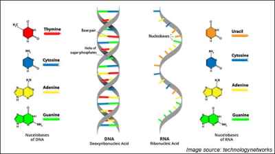 How Coronavirus defeats Immune system of Human body?