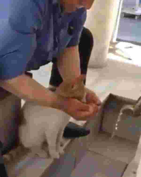 man-helps-cat-to-drink-water-went-viral-