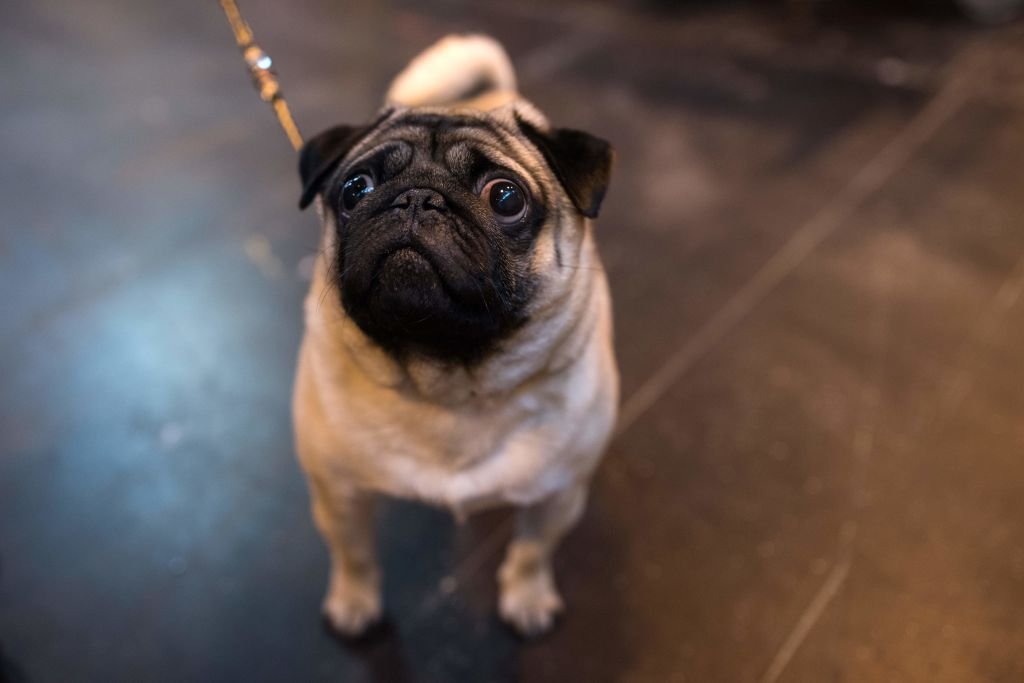 பேரழுகு செல்லப்பிராணிகள் : இங்கிலாந்தில் நடைபெறும் பிரம்மாண்ட கண்காட்சி (புகைப்படத் தொகுப்பு)