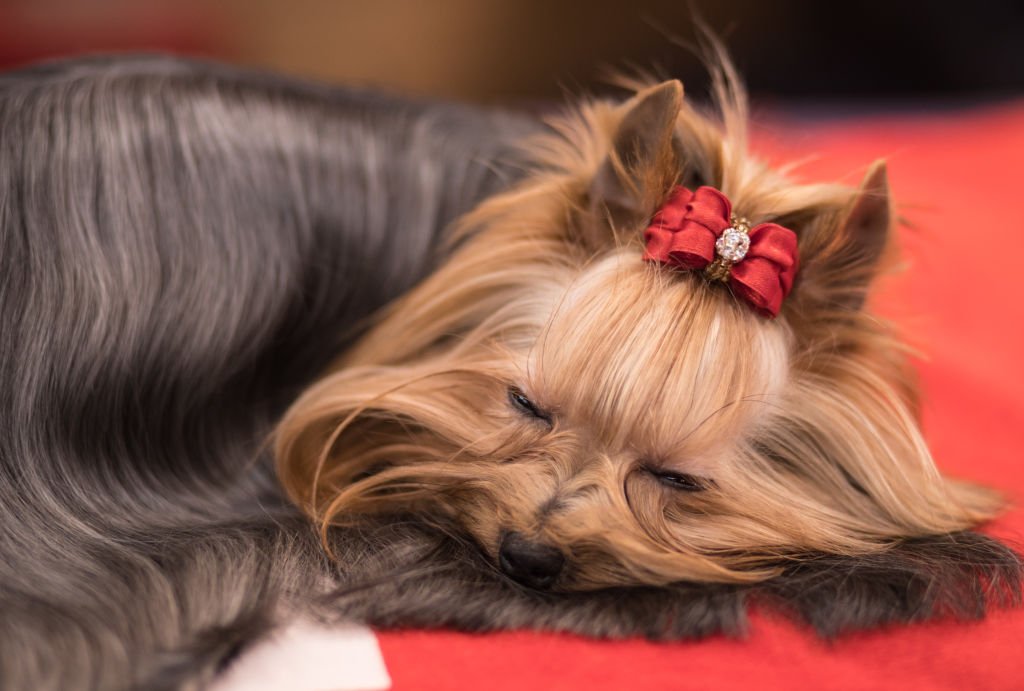 பேரழுகு செல்லப்பிராணிகள் : இங்கிலாந்தில் நடைபெறும் பிரம்மாண்ட கண்காட்சி (புகைப்படத் தொகுப்பு)