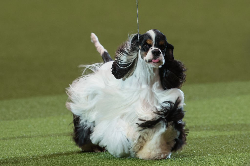 கிரஃப்டஸ் நாய்கள் கண்காட்சியில் சிறந்த போட்டியாளராக அமெரிக்க காக்கர் ஸ்பானியல் தேர்வு