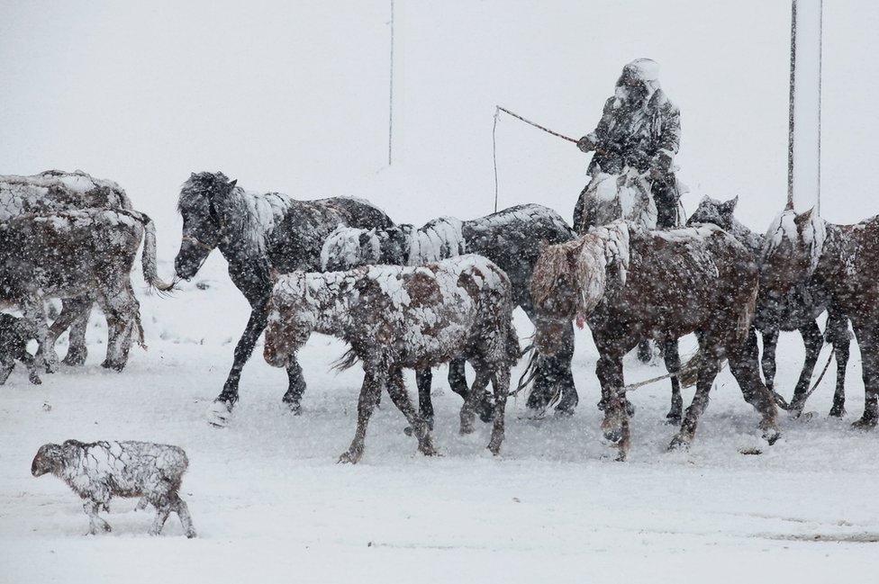 Horses in the snow