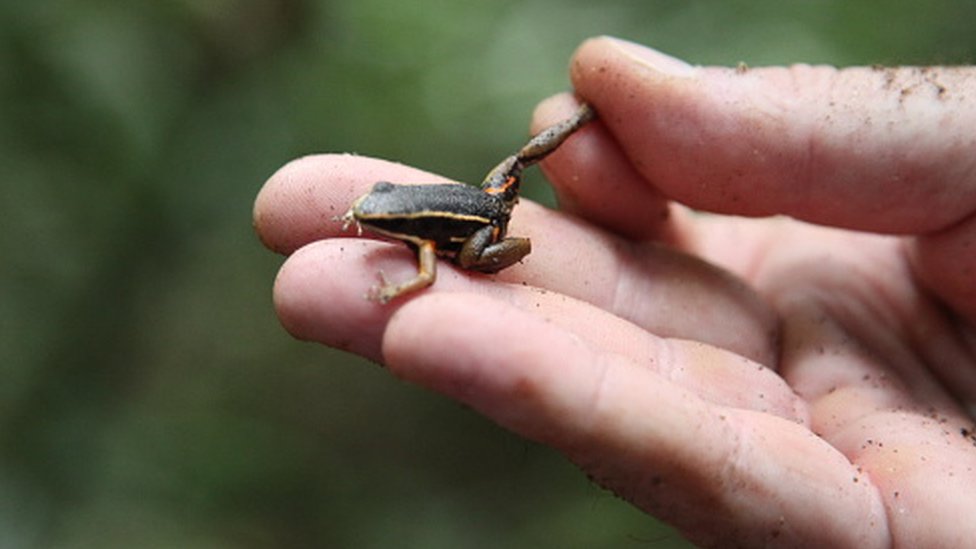 அமேசான்