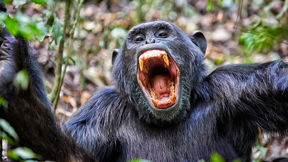 சிம்பான்சி குரங்கு