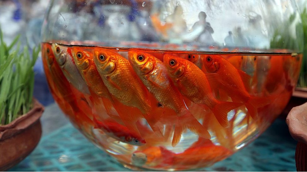 கண்ணாடிக் குடுவையில் தங்க மீண்கள்.