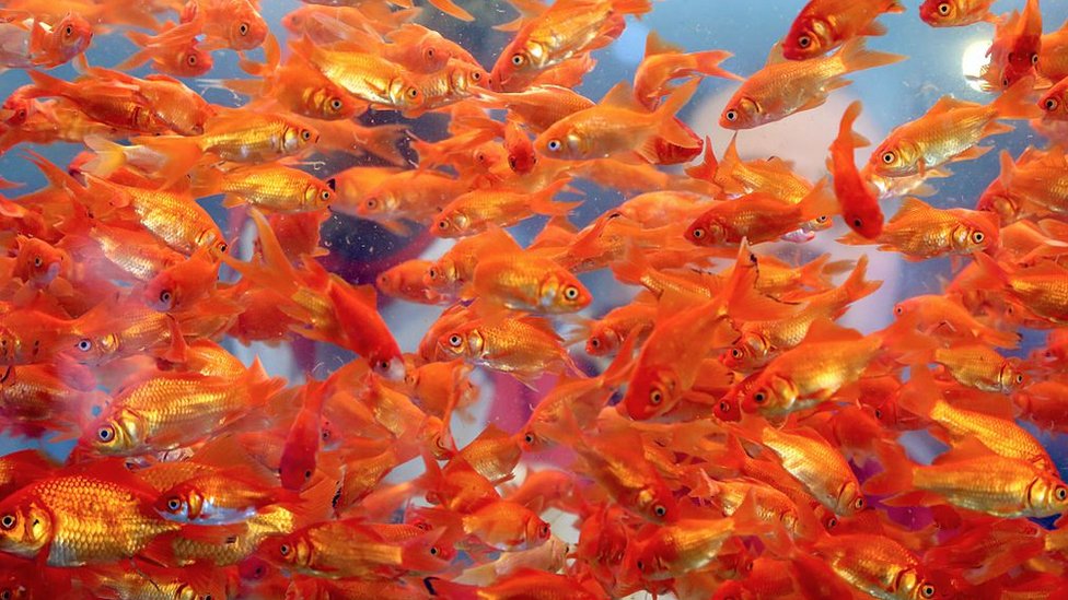 தங்க மீன்கள்