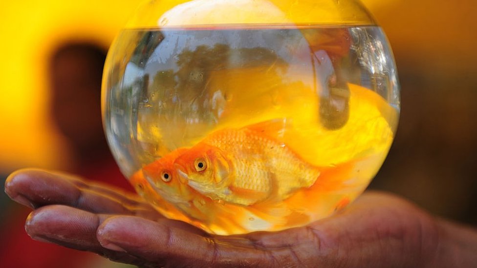 கண்ணாடிக் குடுவையில் தங்க மீன்கள்.