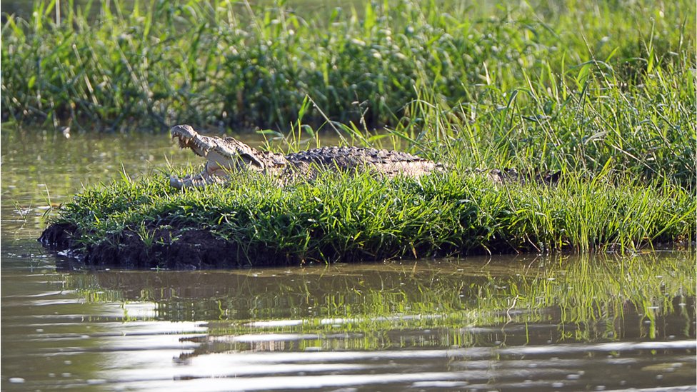 மெக்லின் முதலையால் தாக்கப்படுவதை அங்கிருந்த மீனவர்கள் கண்டுள்ளனர்.