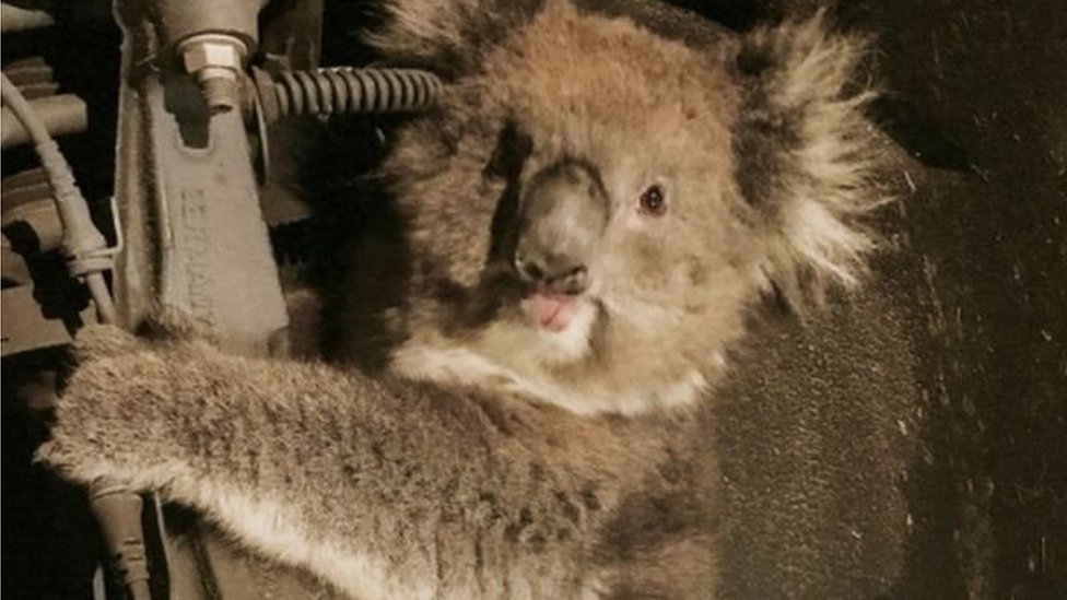 குவாலா குவாலா