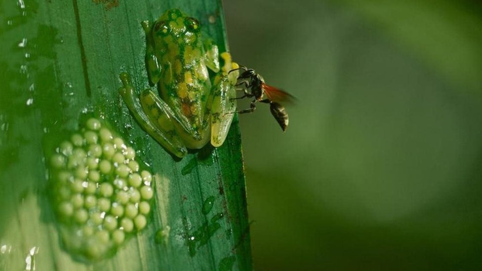 கோஸ்டா ரிக்காவில் பேராசை கொண்ட குளவியிடம் இருந்து முட்டைகளை பாதுகாக்கும் கண்ணாடி தவளை தந்தை