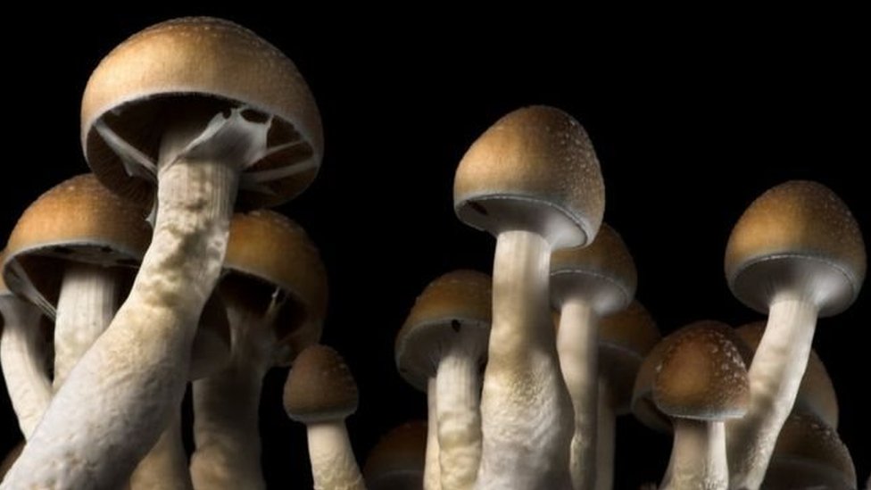 மேஜிக் காளான்கள்