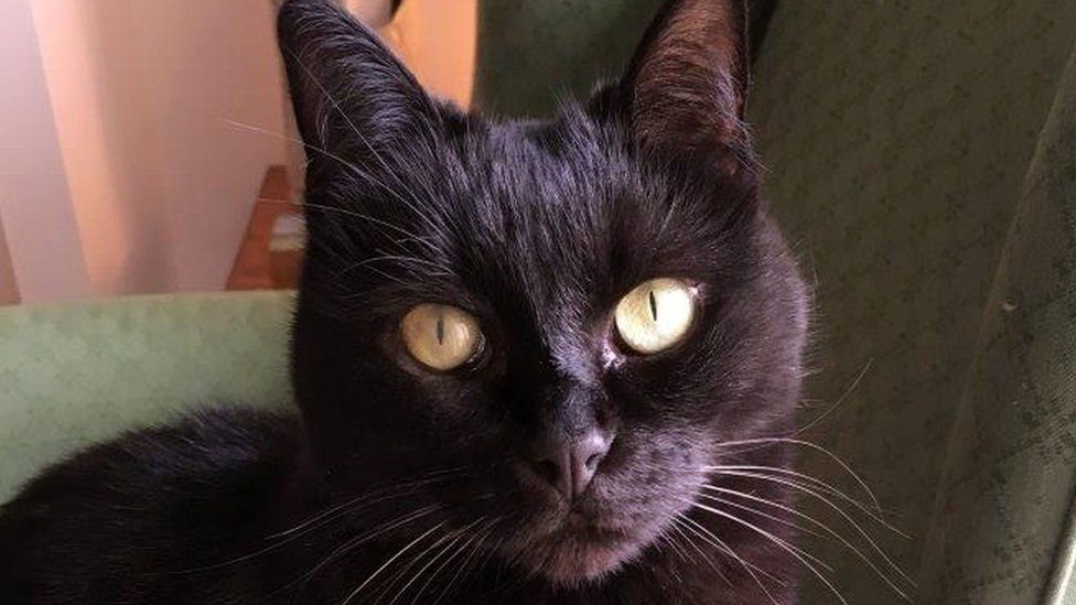 பிரிட்டன்: வால்களை வெட்டி, கழுத்தை அறுத்து பூனைகளை கொலை செய்யும் கொடூர கொலைக்காரர்