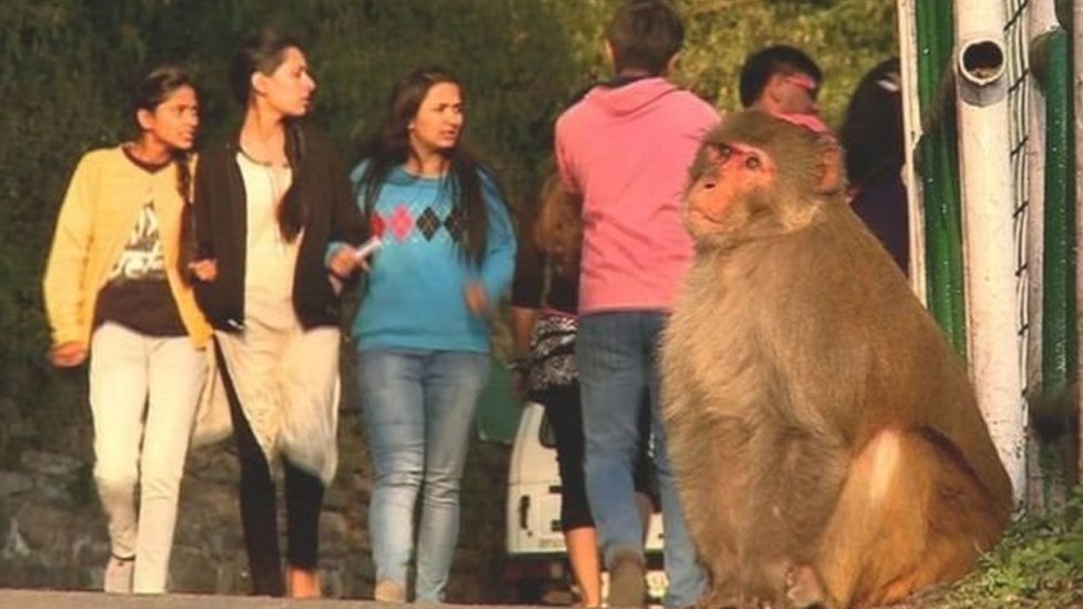 குரங்குகள் தேர்தலின் முடிவை மாற்றுமா?