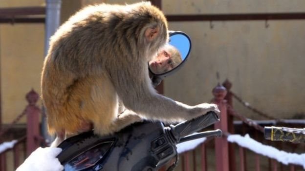 அரசுத் தரவுகளின்படி, ஆண்டுதோறும் 150 கோடிக்கும் அதிகமான மதிப்புள்ள பயிர்களையும் உணவுப்பொருட்களையும் குரங்குகள் நாசம் செய்கின்றன.