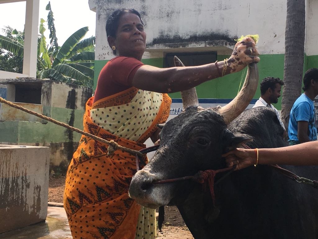 ஜல்லிக்கட்டு காளைக்காக திருமணத்தை தவிர்த்த பெண்