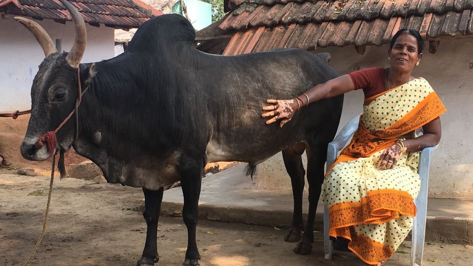 ஜல்லிக்கட்டு காளைக்காக திருமணத்தை தவிர்த்த பெண்