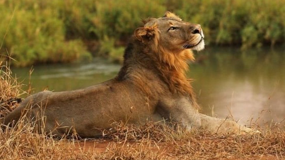 வேட்டைக்காரரை கொன்ற சிங்கம்