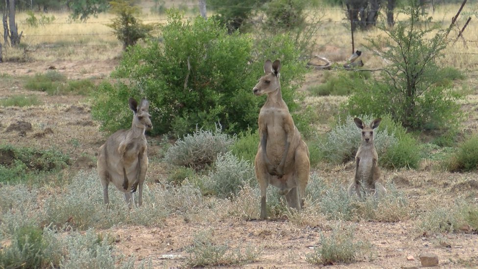 நிலக்கரி சுரங்கத்திற்காக திட்டமிடப்பட்டிருக்கும் பகுதியில் கங்காரு