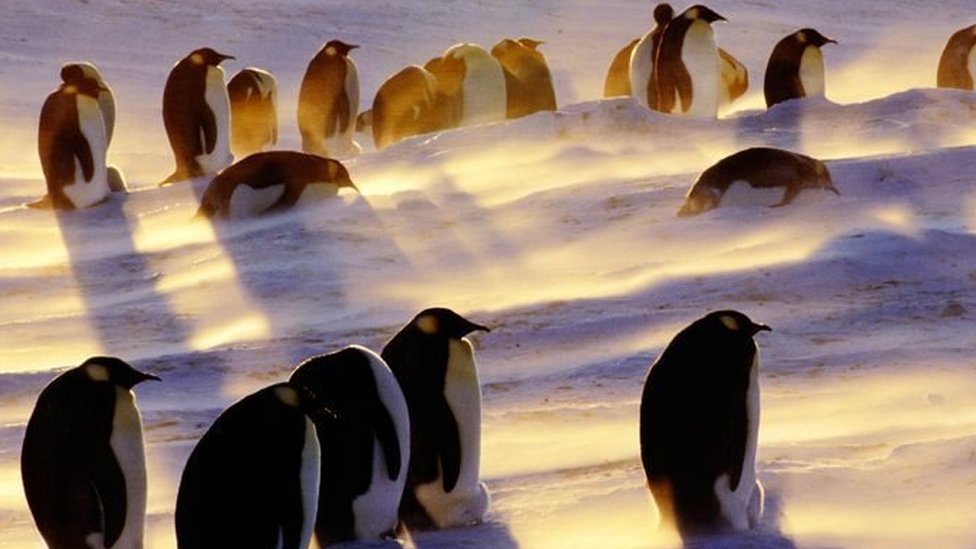 அண்டார்டிகாவில்