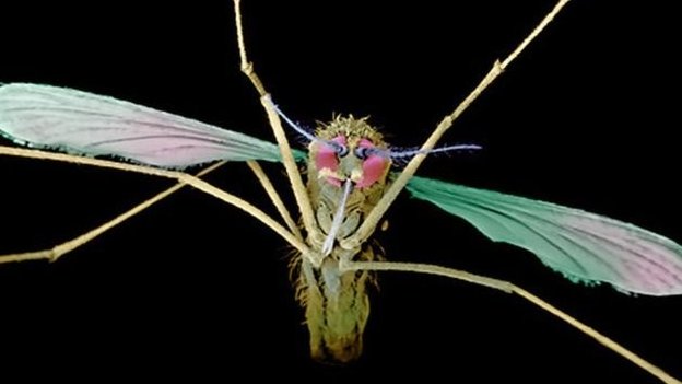 மலேரியா