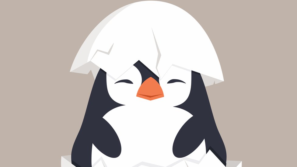penguin