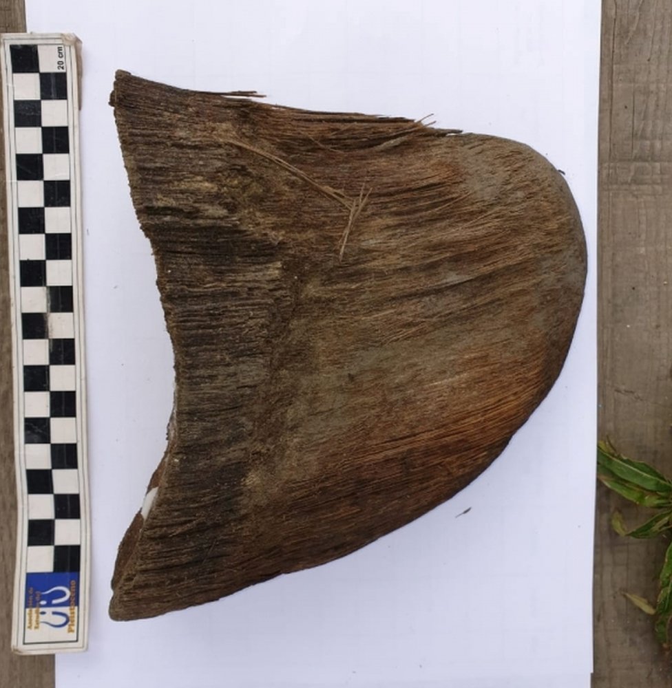 இளம் வுல்லி காண்டாமிருகத்தின் கொம்பு