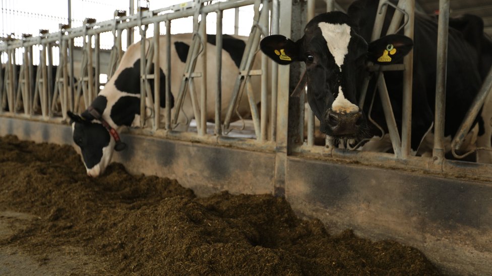 மாடுகள்.