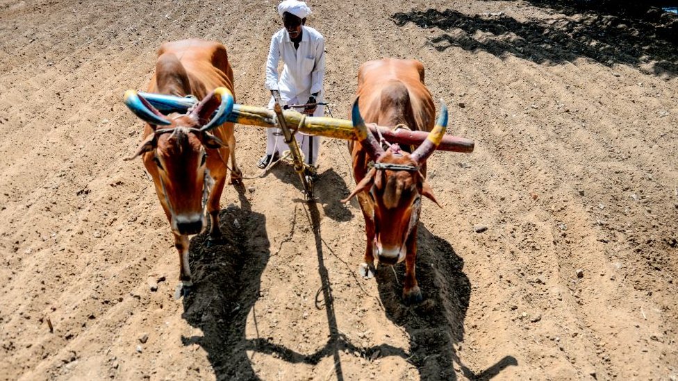 விவசாயம்.