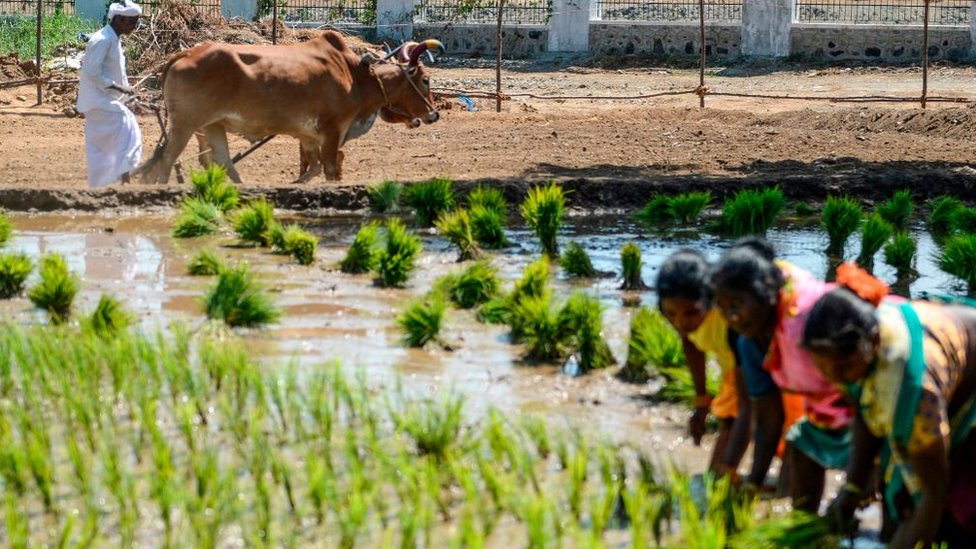 நடவு செய்யும் பெண்கள்.