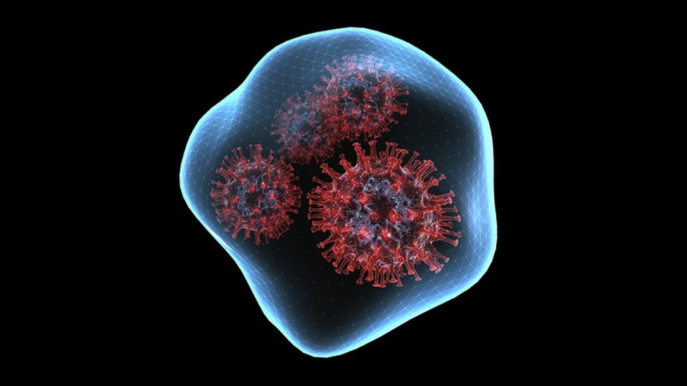 கொரோனா வைரஸ்
