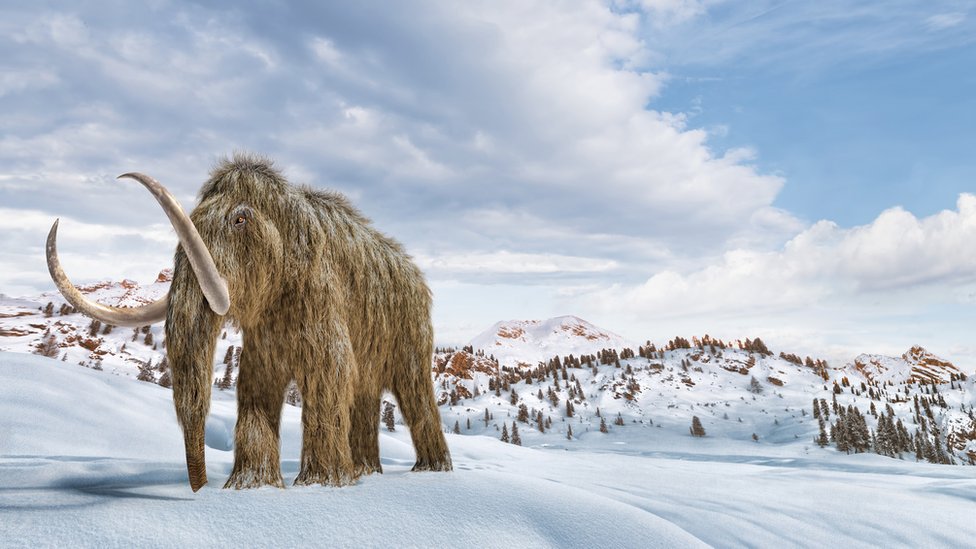Researchers planning to give life for Woolly Mammooth by cloning