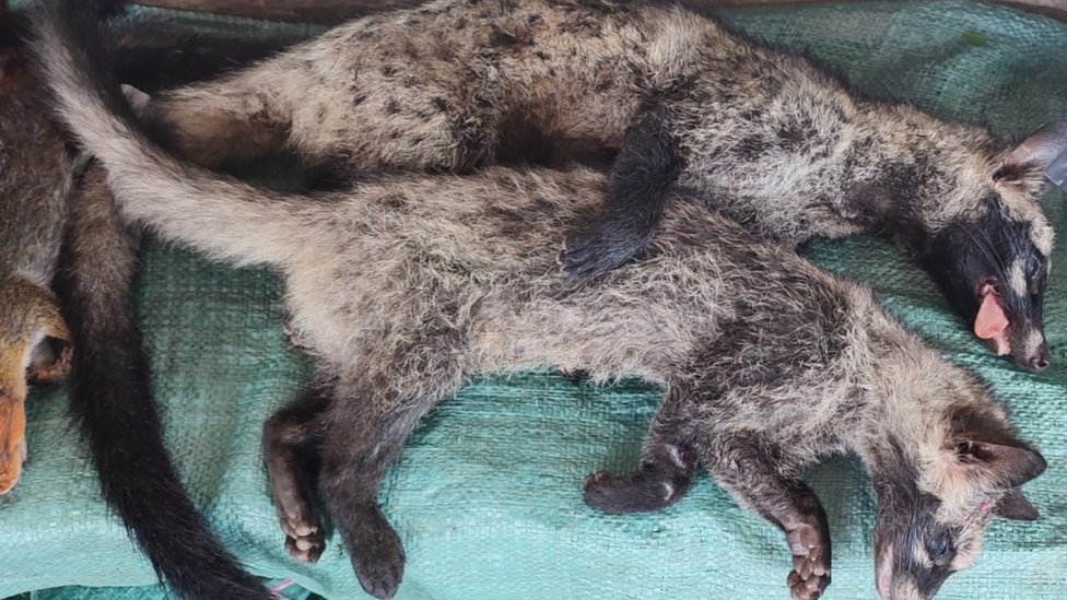 Unknown origin of Covid 19 may affect animals again