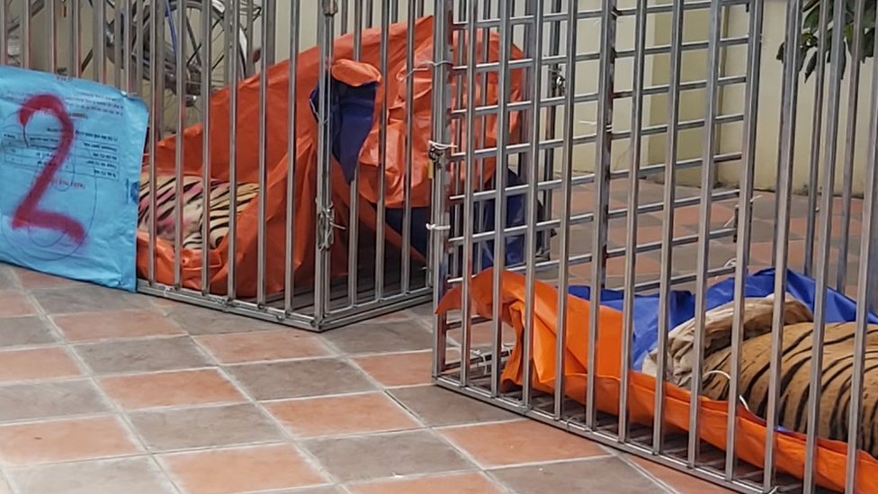 புலிகள்