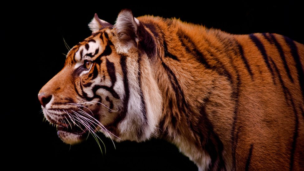 புலி புலி