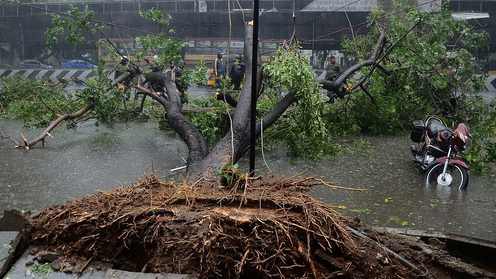 வர்தா புயலின்போது சரிந்த மரங்கள்