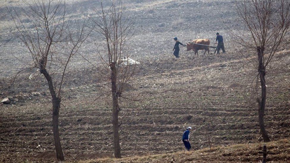 Climate Change: What is the reason for North Korea food shortage?