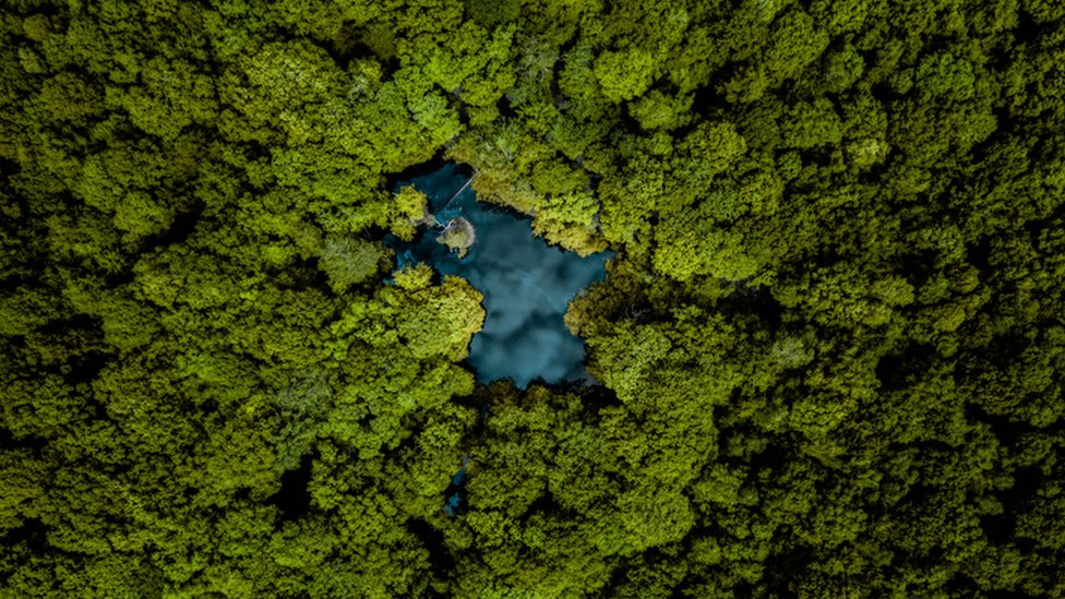 காடு - காலநிலை மாற்றம்