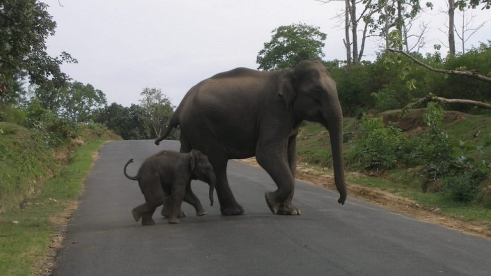 முதுமலை புலிகள் சரணாலயத்தில் குட்டி யானையுடன் சாலையைக் கடக்கும் தாய் யானை. (கோப்புப்படம்)