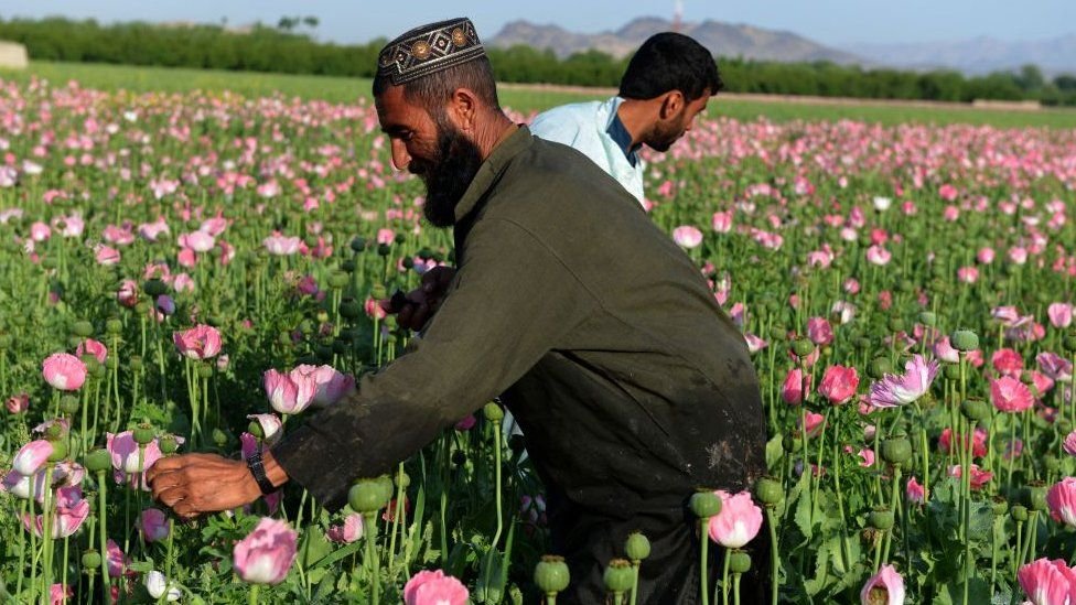 Afghanistan: Under taliban regine drugs market goes rocket