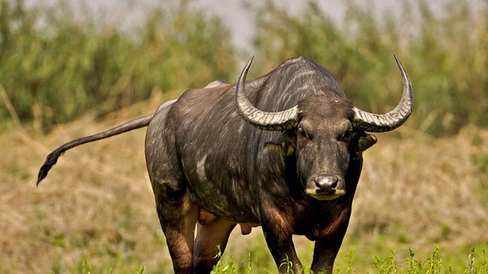 எருமை மாடு - கோப்புப் படம்