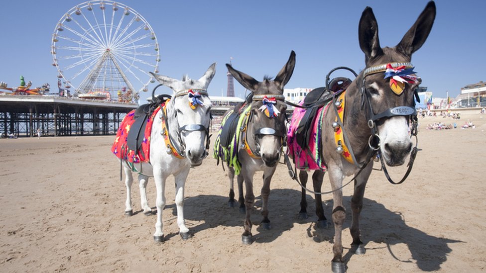 கழுதைகள் - மாதிரிப் படம் கழுதைகள் - மாதிரிப் படம்