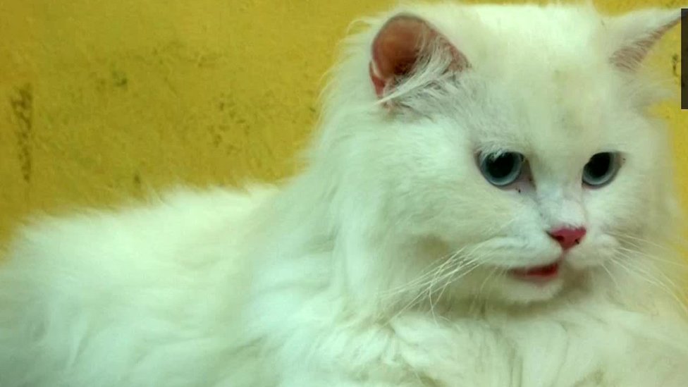 கோவையில் கர்ப்பமாக இருக்கும் பூனைகளுக்கு வளைகாப்பு