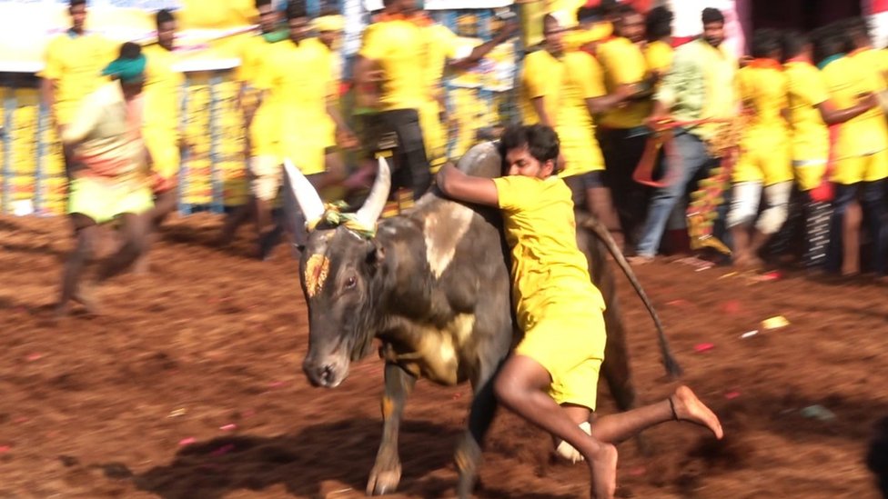 ஒரு காளை, ஒரு இளைஞர்