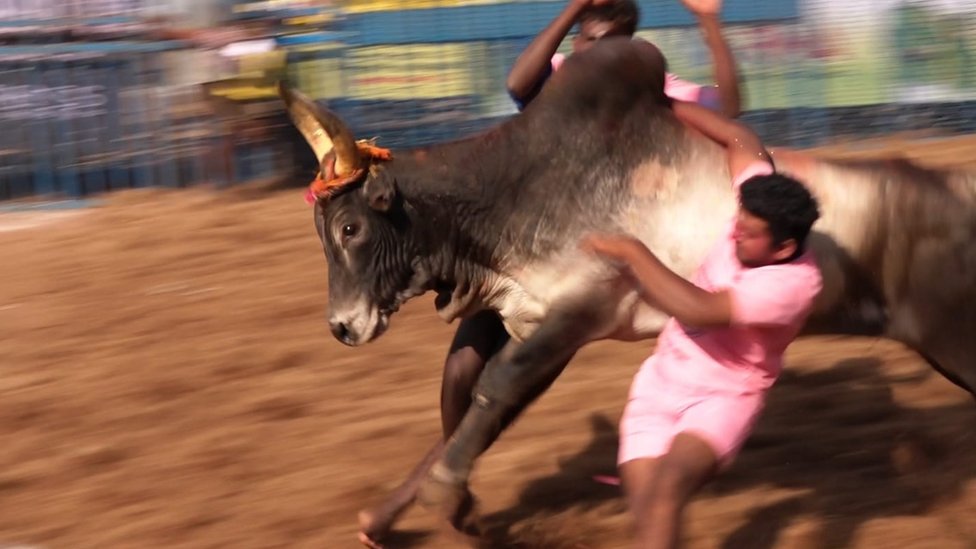 Paalamedu Jallikattu photos 