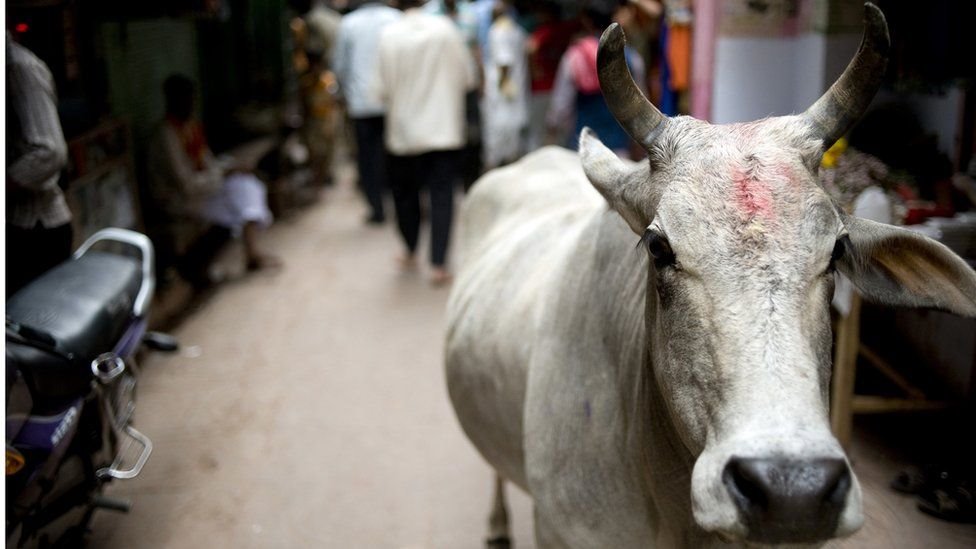 Stray cattle are a common sight in Indias towns and village