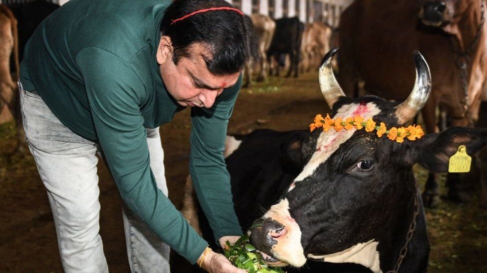Hindus consider the cow to be a sacred animal