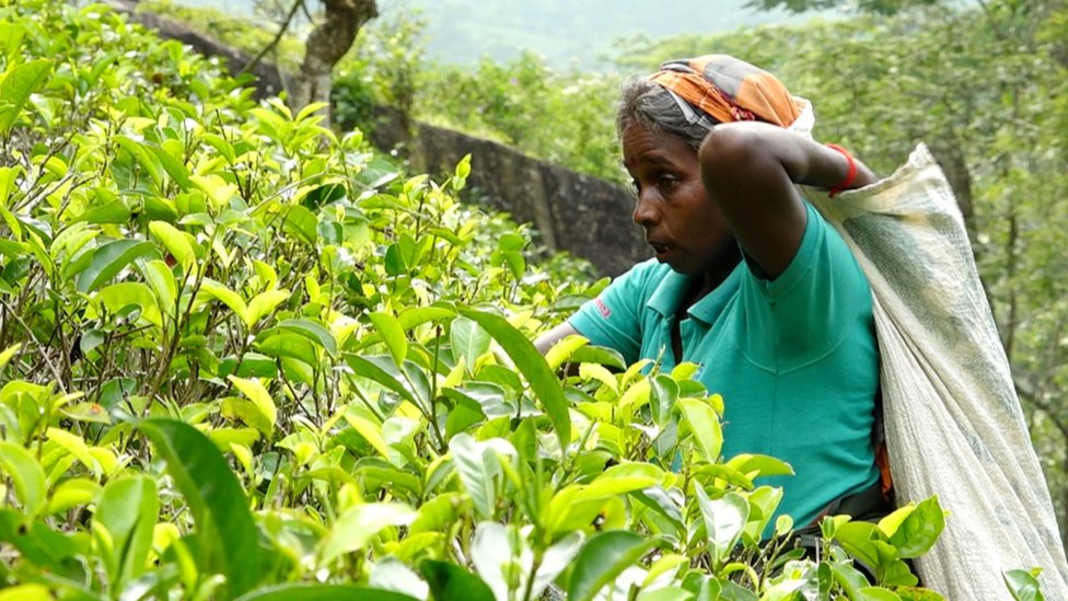 Sri Lanka economic crisis: What is the condition of estate workers?