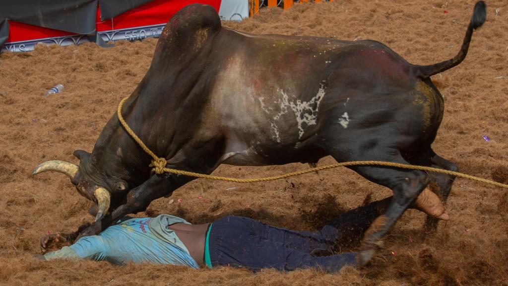 ஜல்லிக்கட்டு போட்டிகளில் மரணங்கள் தொடர்வது ஏன்? ஜல்லிக்கட்டு போட்டிகளில் மரணங்கள் தொடர்வது ஏன்?